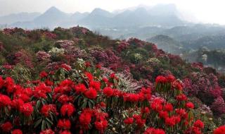 我爱韶山红杜鹃原文 我愿是满山的杜鹃